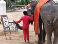   IN THAILAND Original Elephant Artist BEST Painting +DVD SHOW  