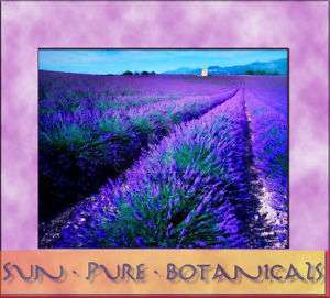 Our Lavender Essential Oil is 100% Pure Uncut Lavandula Angustifolia 