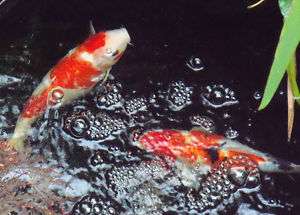 Large KOI Pond Fish 20 to 24 Long Healthy Live  