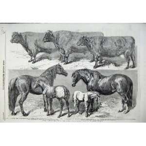   1859 Prize Cattle Royal Agricultural Show Horses Foals