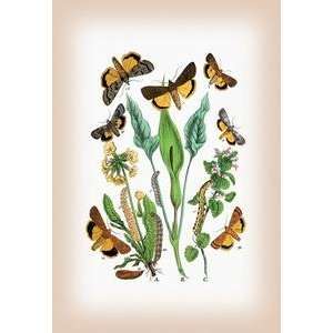 Paper poster printed on 20 x 30 stock. Moths Triphaena Finbria, T 