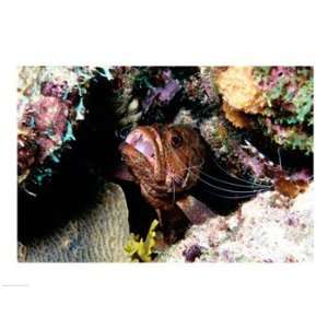  Close up of a grouper fish hiding, Bonaire, Netherlands 