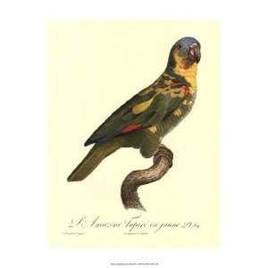  Barraband Parrot, PL 89 by Jacques Barraband 13x19