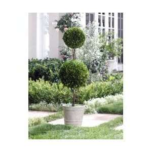  Double Ball Potted Boxwood Topiary (Green and Off White 
