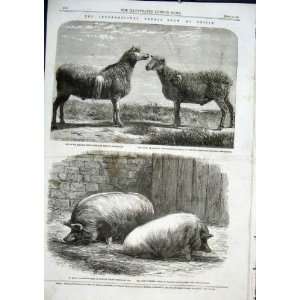  Cattle Show At Poissy Prize Sheep & Pigs Old Print 1862 