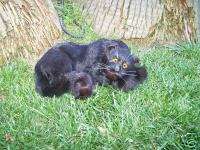 Furry Plush Stuffed Animal Figurine BLACK PANTHER CAT  