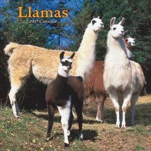  Llamas 2007 Calendar (9781421604596) Browntrout 