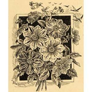  1892 Print Single Dahlias Flowers Art Perennial Plants 
