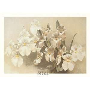   Vexillarium by Reichenbachia Orchids 23x18