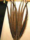 Pheasant Feathers Ringneck Male Center Tail Feathers 10 @ 24   26