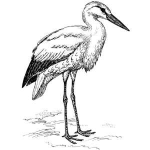  4 inch Square Acrylic Coaster Line Drawing Stork