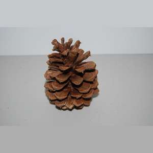 one) Large Bison Pine Cone Geocache Cache Containers  