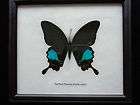 Real Framed Asian Butterfly Display The Paris Peacock (Papilio Paris 