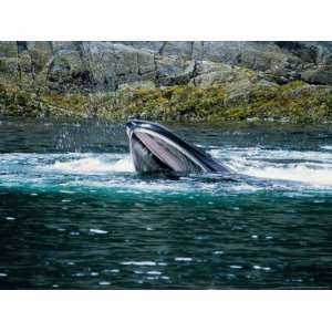  Humpback Whales, Group Feeding, AK, USA Photographic 