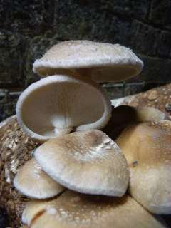 WHITE SHIITAKE mushroom spores spawn dried grain mycelium new strain 