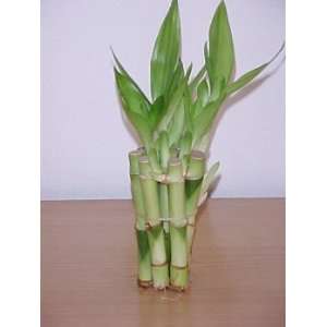   Wedding Favors 50 Stems of Lucky Bamboo 4 inch