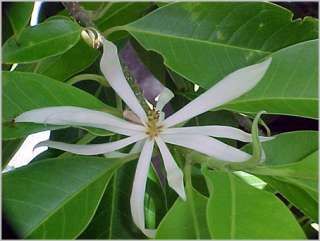 trees a blooming champa tree can have thousands of blossoms casting an 