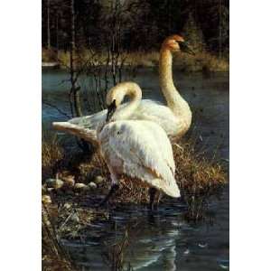     White Elegance Trumpeter Swans Artists Proof