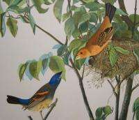 1860 Audubon Bien Edition Bird Print of Blue Grosbeak  