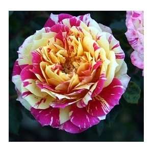  Earthquake Rose Seeds Packet Patio, Lawn & Garden