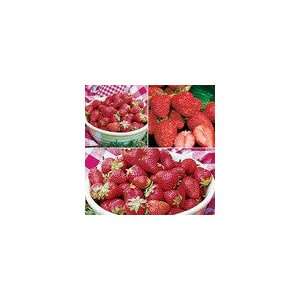   Parks June Bearing Strawberry Collection Plant Patio, Lawn & Garden