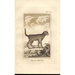 Wild Cat Of New Spain 1812 Buffon Engraving 325 
