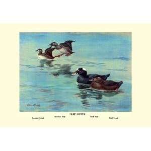  Vintage Art Surf Scoter Ducks   08674 2