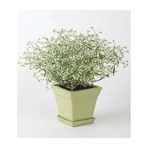  Euphorbia Diamond Frost® in green square pot Patio, Lawn 