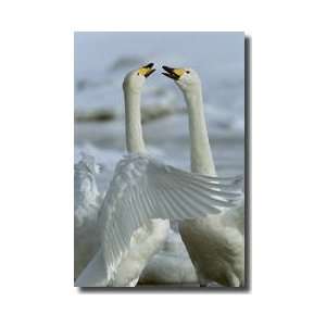 Whooper Swan Hokkaido Island Japan Giclee Print 
