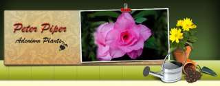 Hybrid Adenium Desert Rose Triple Shocking Pink   1 Live Plant 