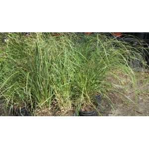   Grass Cortaderia selloana 2 Feet Tall Plant Patio, Lawn & Garden