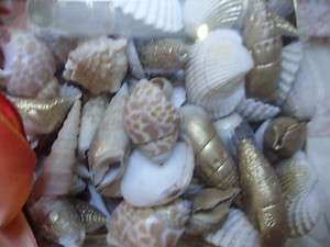 Elegant 1 lb box of seashell potpourri scented  