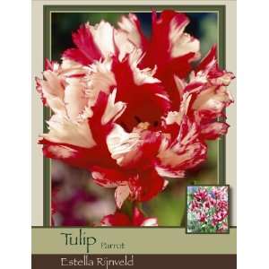  Tulip Parrot Estella Rijnveld Patio, Lawn & Garden