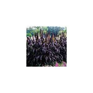    Ornamental Millet Purple Majesty Hybrid Seeds Patio, Lawn & Garden