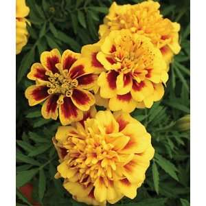 Embers Marigold Seed Pack Patio, Lawn & Garden