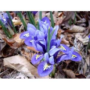    20 Harmony Iris Reticulata Flower Bulbs Patio, Lawn & Garden