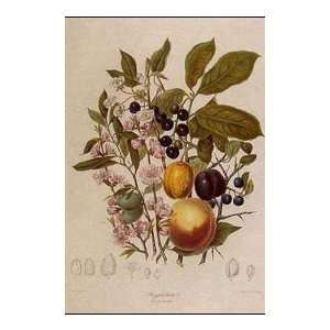  Fruit And Vegetables 5 Of 12 Poster Print