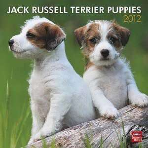    2012 Jack Russell Terrier Puppies Calendar
