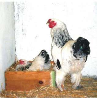 Küken von unseren Brahma   Hühner WSC 1 7 Tage alt in Sachsen 