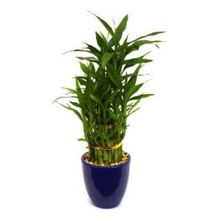 Delray PlantsMedium Bamboo Plant (Blue Pot)