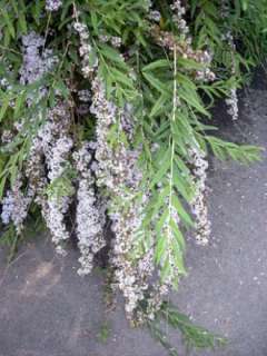 Hänge Sommerflieder / Schmetterlingsstrauch, Buddleja im Topf 60 100 