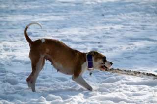     Milbertshofen   Am Hart  Hunde & Zubehör   Kleinanzeigen