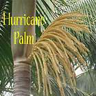 colorful hurricane palm tree fast $ 14 99  see 