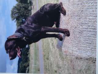 Reinrassige Labradorwelpen  in Thüringen   Walpernhain  Hunde 