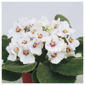  Patsy African Violet Plant   4 Pot   In Bloom Patio 
