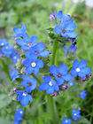 100 BLUE ANGEL ANCHUSA Flower Seeds + Gift & Comb S/H