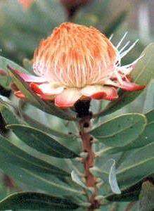 Protea simplex Seeds From South Africa  