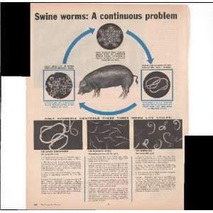   Swine Worms A Continuous Problem 2 Pg 1960 Antique Farm Advertisement