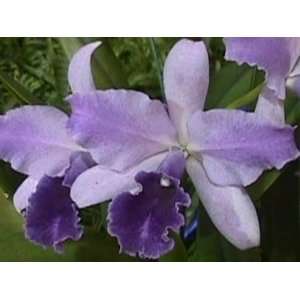   Elizabeth Bohn Royal Flare AM/AOS, will produce lovely blue flowers