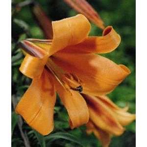 African Queen Trumpet Lily 2 Bulb   Yellow/Orange/Brown  